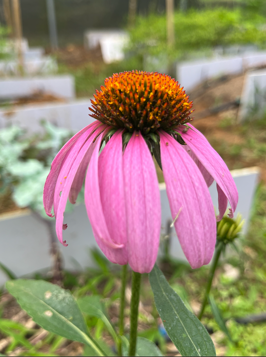 ¿Porque creo en las plantas?