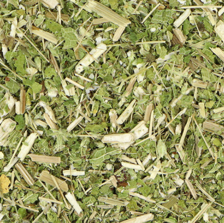 Boneset (Eupatorium perfoliatum)