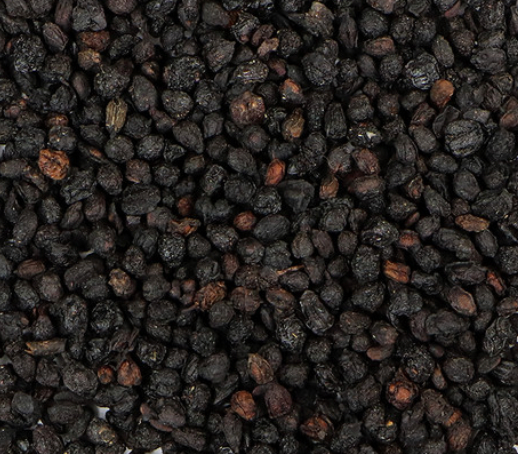 Elder Berry (Sambucus canadensis)