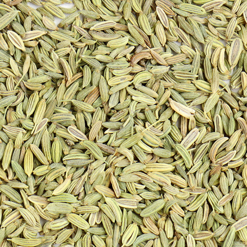 Fennel (Foeniculum vulgare)