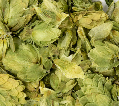 Hops (Humulus lupulus)