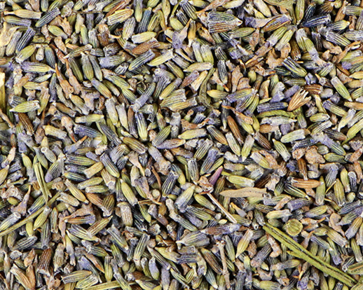 Lavender (Lavandula spp)