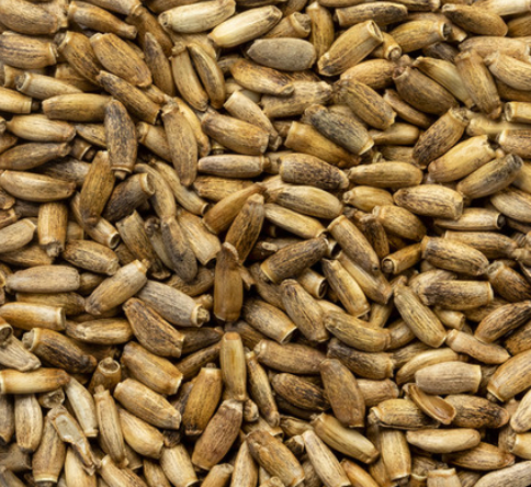 Milk thistle (Silybum marianum)