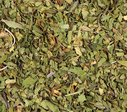 Peppermint (Mentha x piperita)