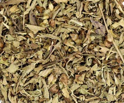 Holy Basil (Tulsi) (Ocimum tenuiflorum)