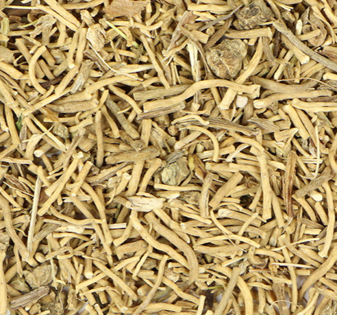 Valerian (Valeriana officinalis)