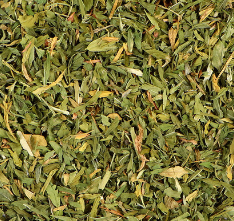 Alfalfa (Medicago sativa)