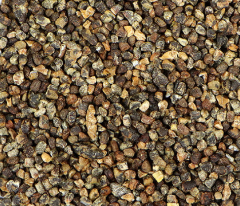 Cardamon (Elettaria cardamomum)