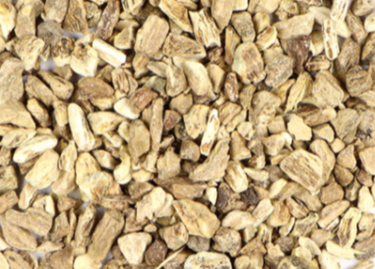 Elecampane (Inula helenium)