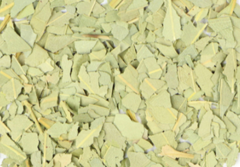 Eucalyptus (Eucalyptus globulus)