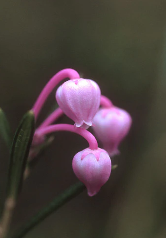 Flower Essences