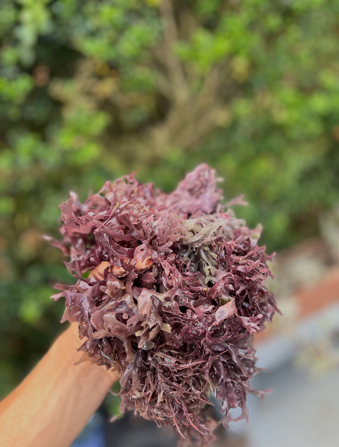 Taller de Sea Moss con Electric Luve