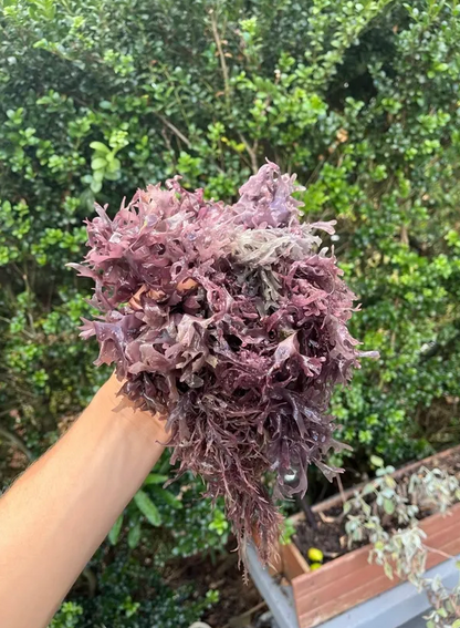 Electric Luve Sea Moss