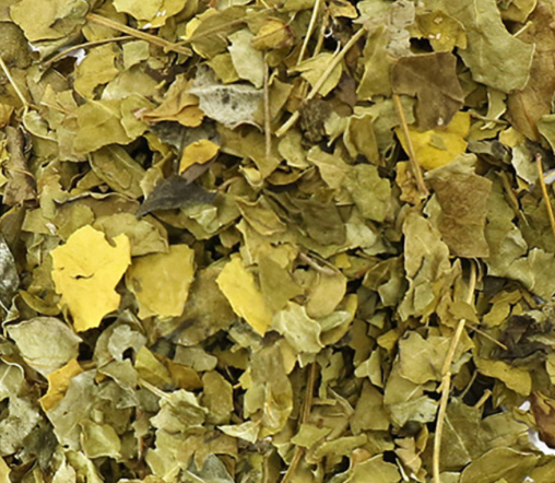 Moringa (Moringa Oleifera)