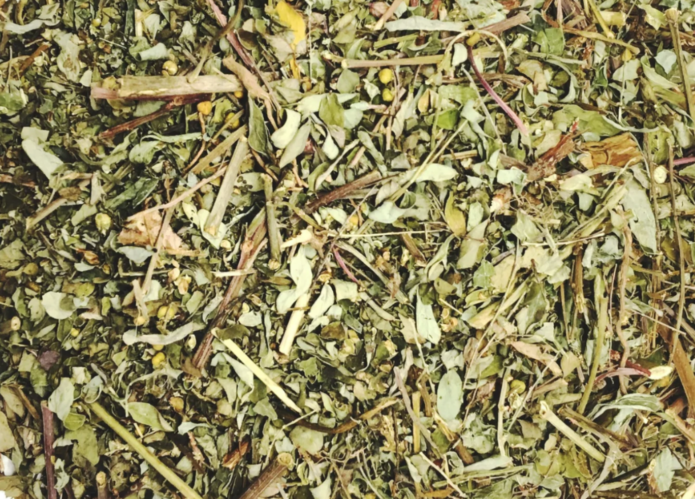 Chanca Piedra (Phyllanthus niruri)